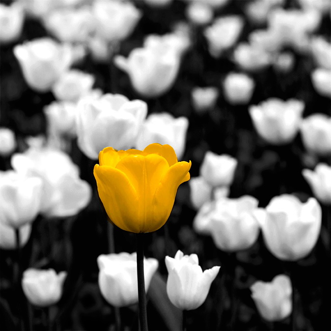 AA 137 D33_5251-Blume-Farbe.jpg - In SW umkonvertiert und einzelne Tulpe coloriert.